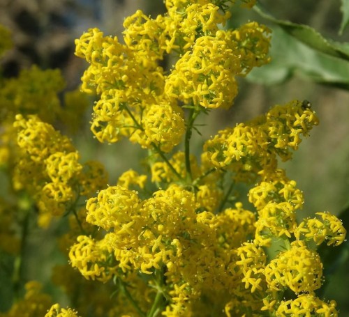 Подмаренник настоящий фото