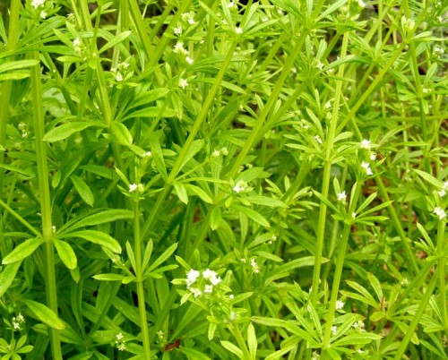 Подмаренник цепкий фото