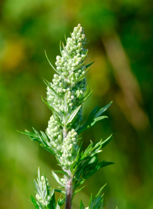 Полынь обыкновенная фото