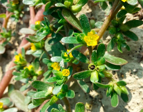 Портулак огородный фото