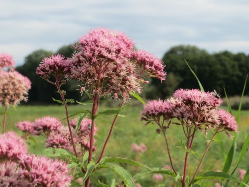 Посконник коноплевый фото