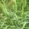 Пырей ползучий фото