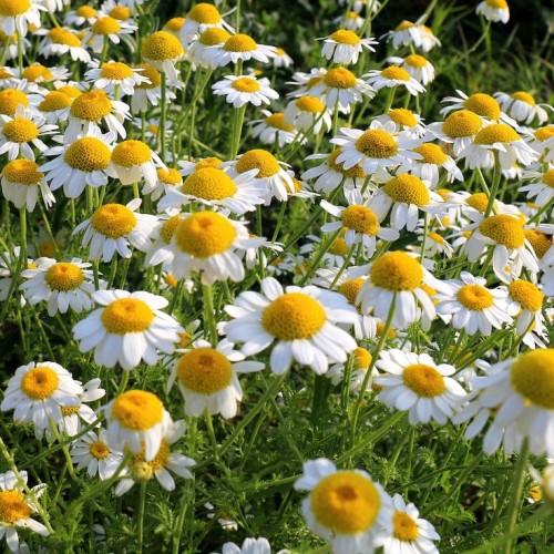 Ромашка аптечная фото