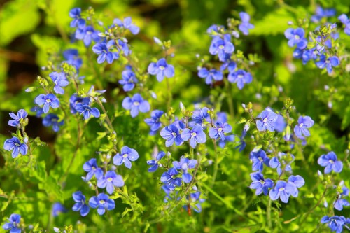 Вероника дубравная фото