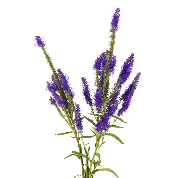 Вероника длиннолистная