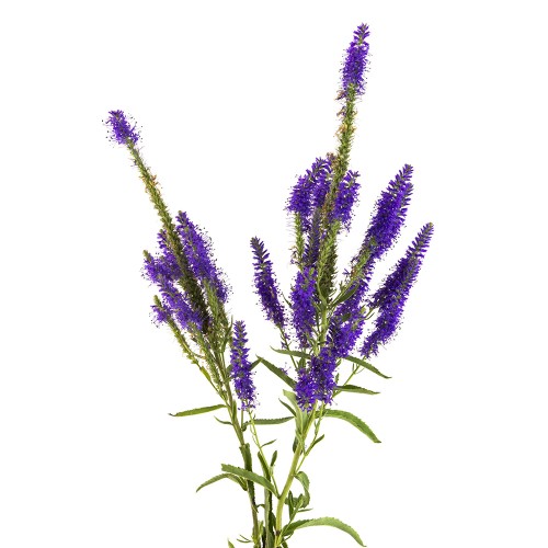 Вероника длиннолистная фото