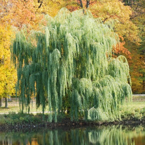 Ива белая фото