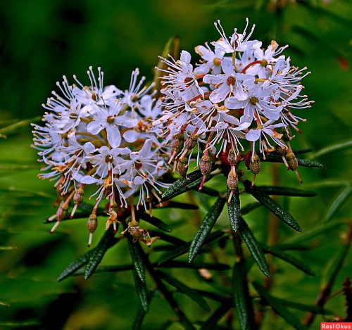 Багульник болотный фото
