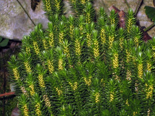 Баранец обыкновенный фото