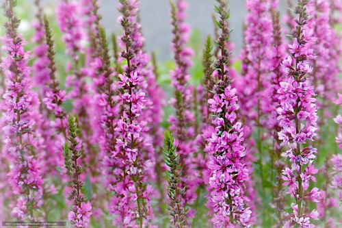 Дербенник иволистный фото