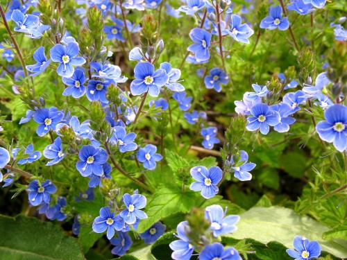 Вероника дубравная фото