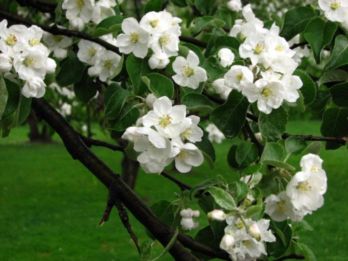 Яблоня домашняя фото