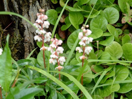 Грушанка круглолистная фото