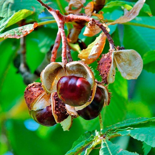 Конский каштан обыкновенный фото