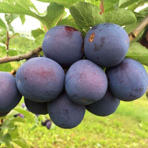 Слива домашняя фото