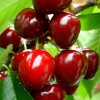 Черешня фото