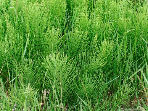 Хвощ полевой фото