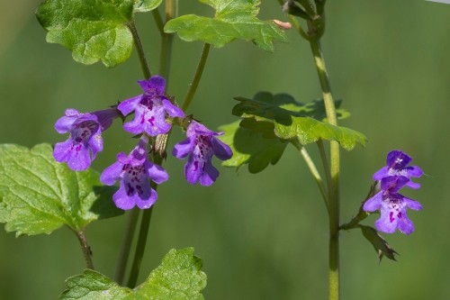 Будра плющевидная фото