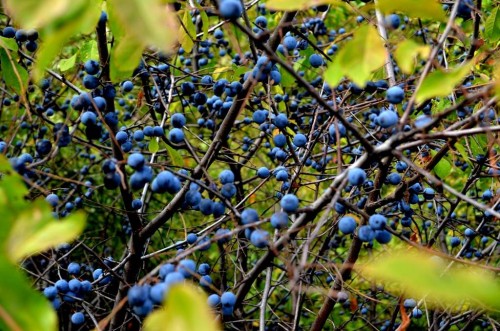 Слива колючая фото