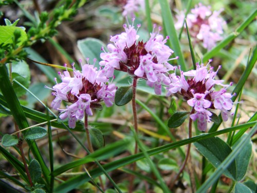 Тимьян ползучий фото