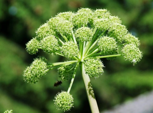 Дягиль лекарственный фото