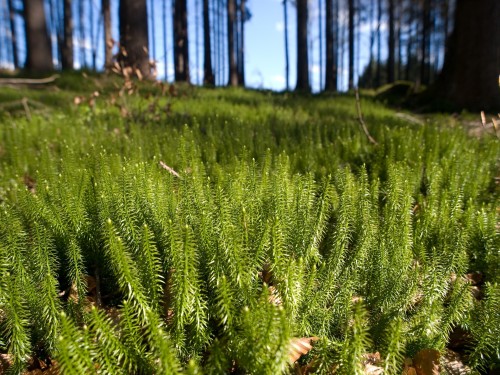 Плаун годичный фото