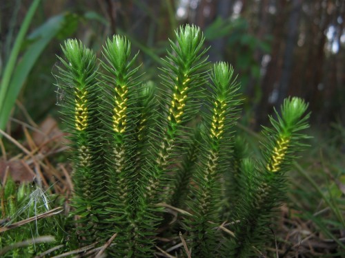 Баранец обыкновенный фото