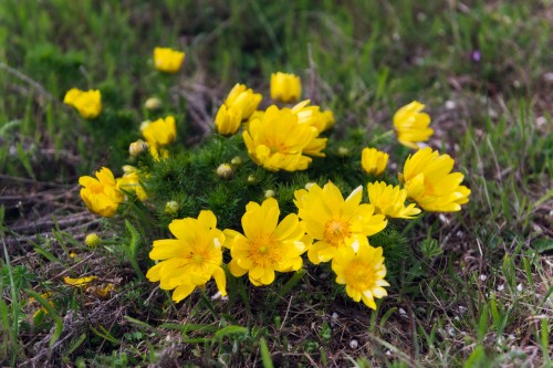 Адонис весенний фото
