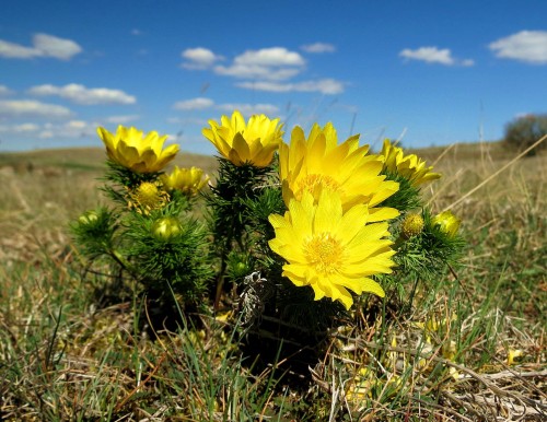 Адонис весенний фото