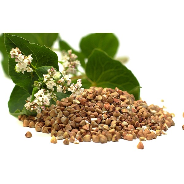 Гречиха посевная