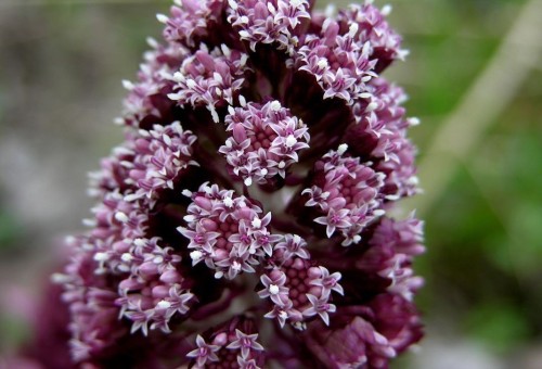 Белокопытник гибридный фото