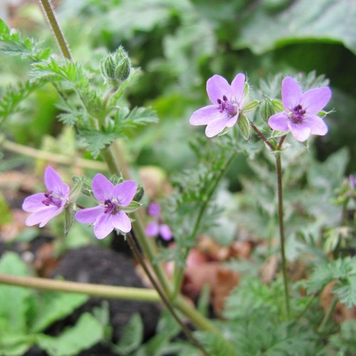 Аистник обыкновенный фото