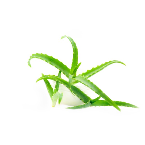 Алоэ древовидное