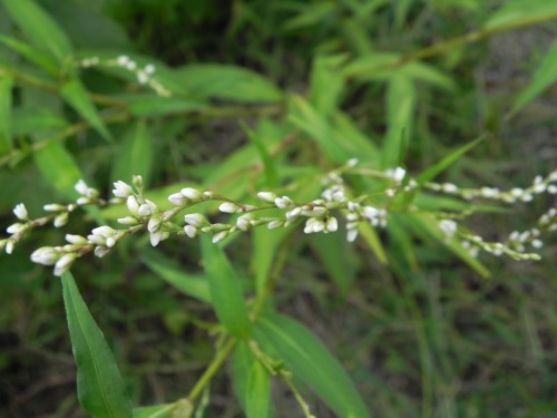 Горец перечный фото