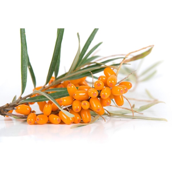 Облепиха крушиновидная