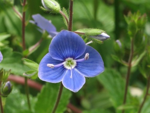 Вероника лекарственная фото