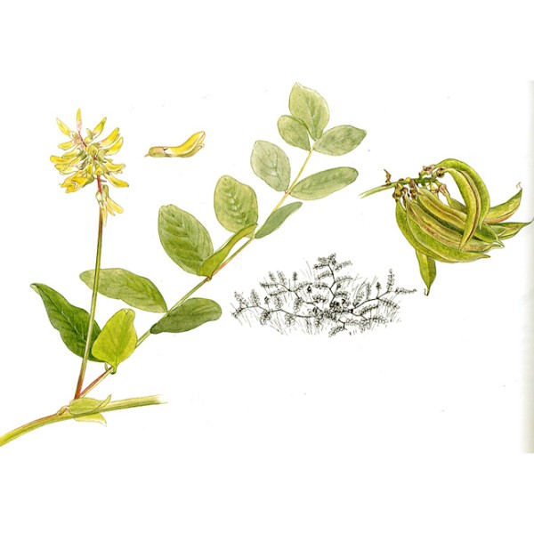 Астрагал солодколистный