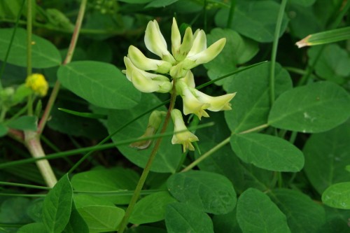 Астрагал солодколистный фото