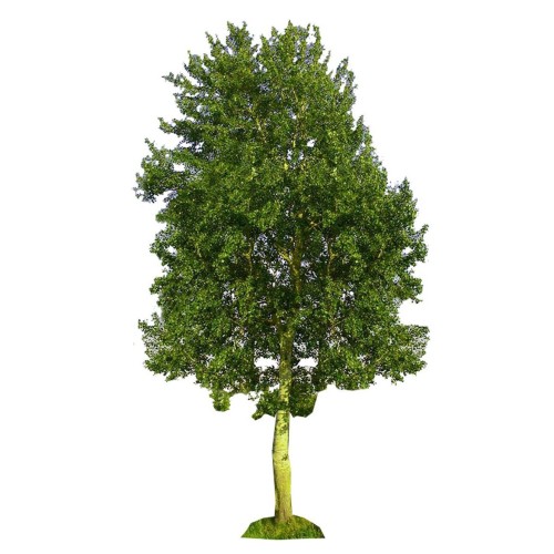 Осина обыкновенная фото