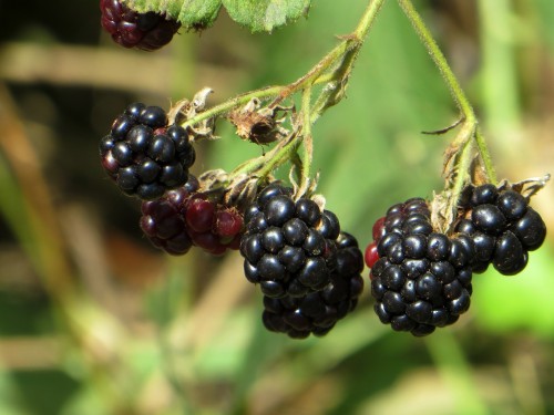 Ежевика обыкновенная фото