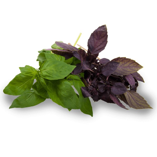 Базилик обыкновенный