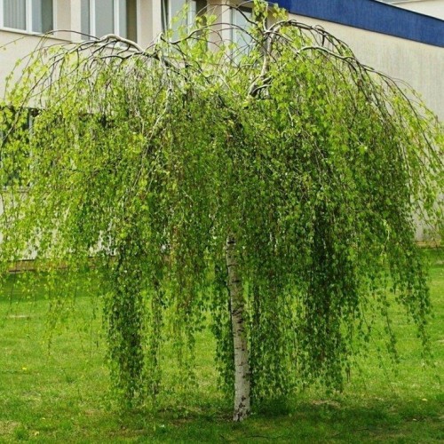 Береза повислая фото