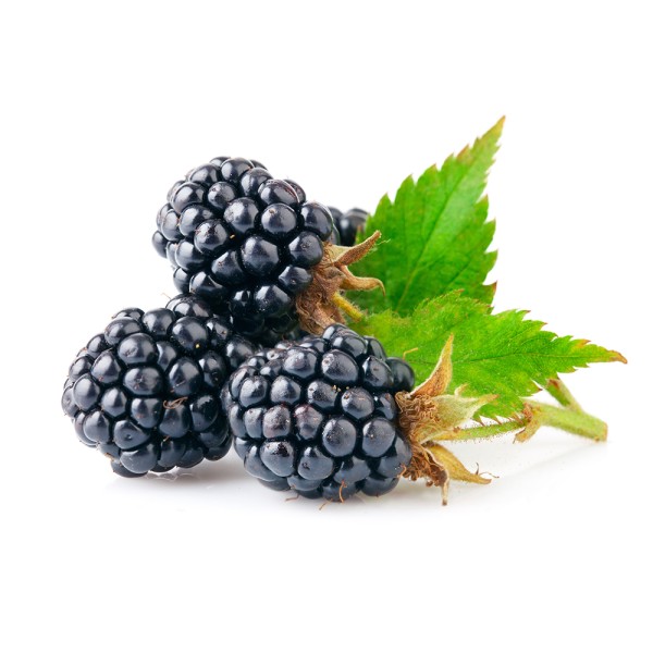 Ежевика обыкновенная