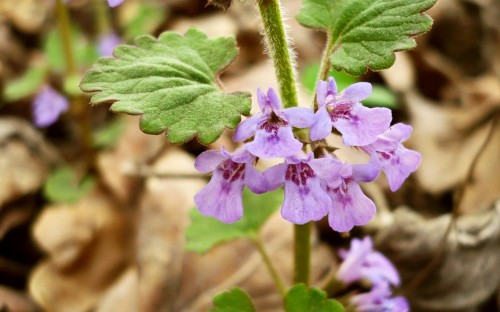 Будра плющевидная фото