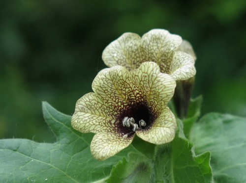 Белена черная фото