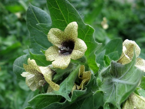 Белена черная фото