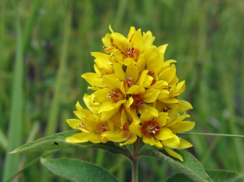 Вербейник обыкновенный фото