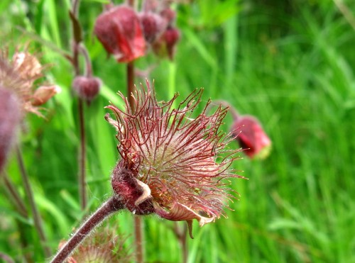 Гравилат речной фото