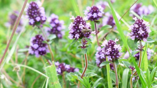 Тимьян ползучий фото