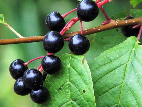 Черемуха обыкновенная фото